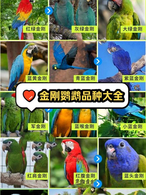 想买只金刚鹦鹉