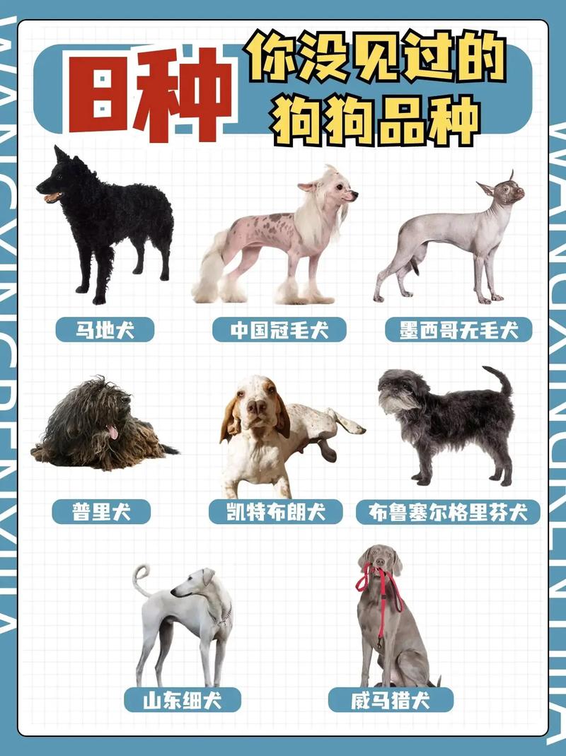 几百块的金毛犬是纯的吗?多少钱是纯的金毛犬!