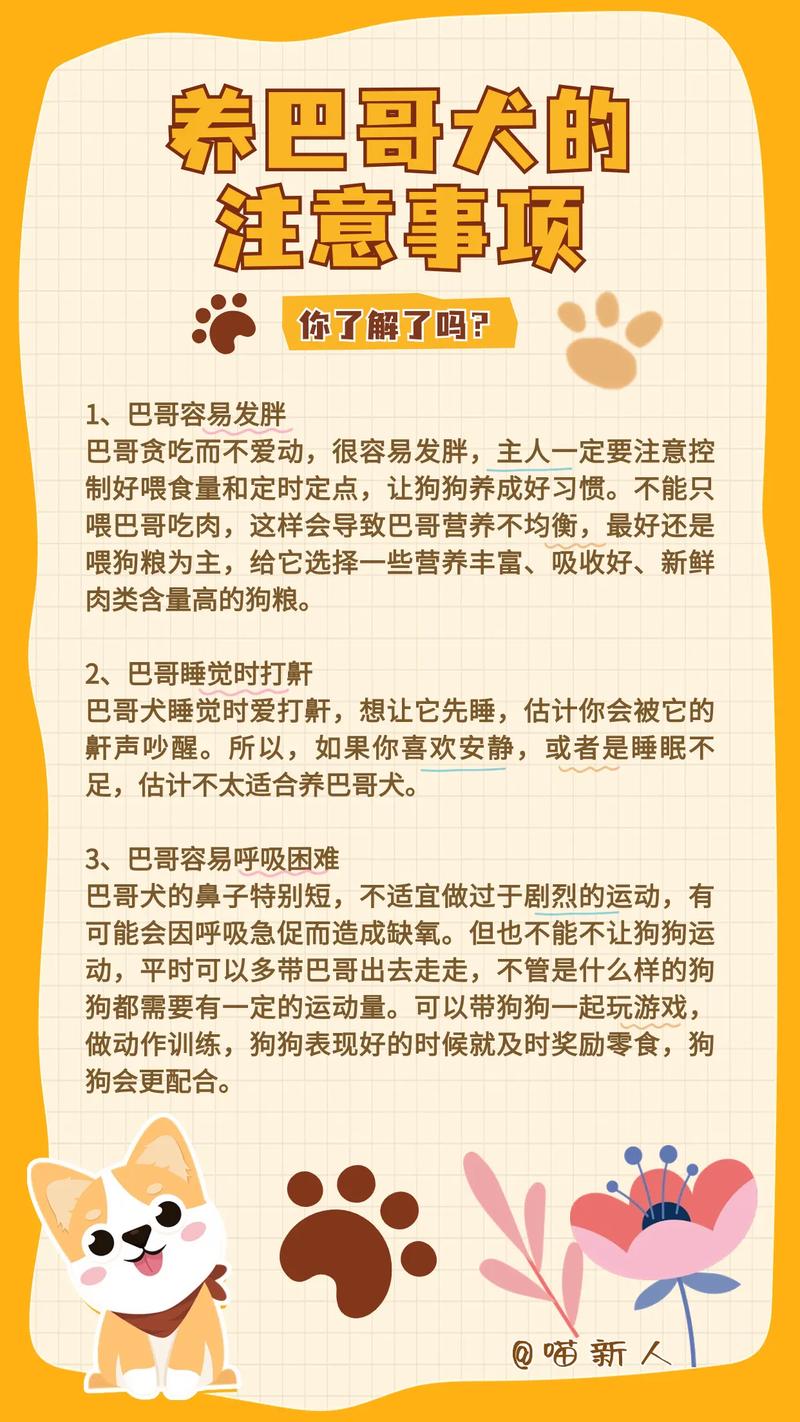 饲养巴哥犬首先要准备什么?