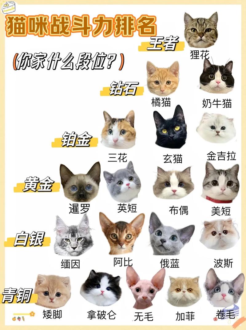 最萌宠物排名前十
