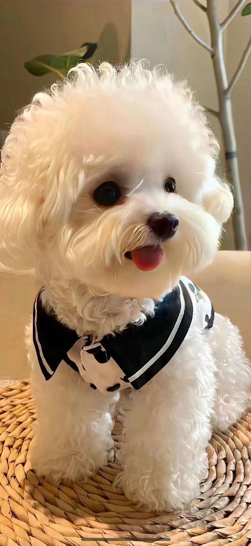 什么狗最可爱最萌