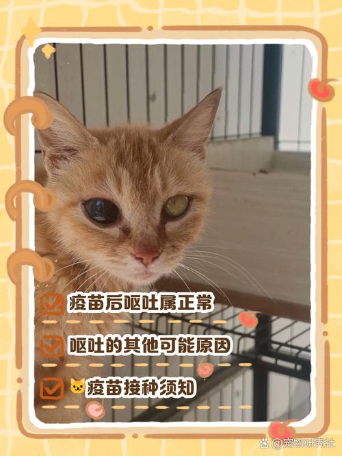 猫咪打完疫苗呕吐?