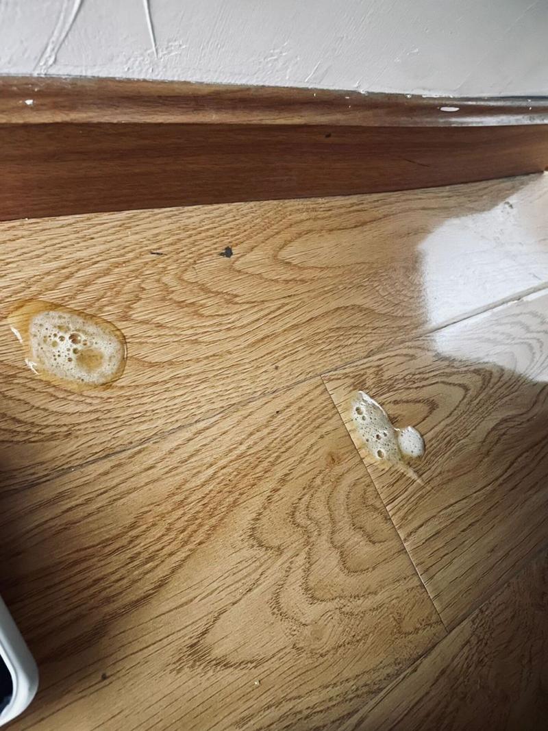 打疫苗后的猫咪出现呕吐是什么原因?