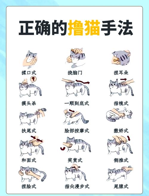 猫在家乱抓怎么办