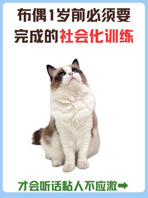 猫咪不用猫抓板,在家里到处抓,怎么办?