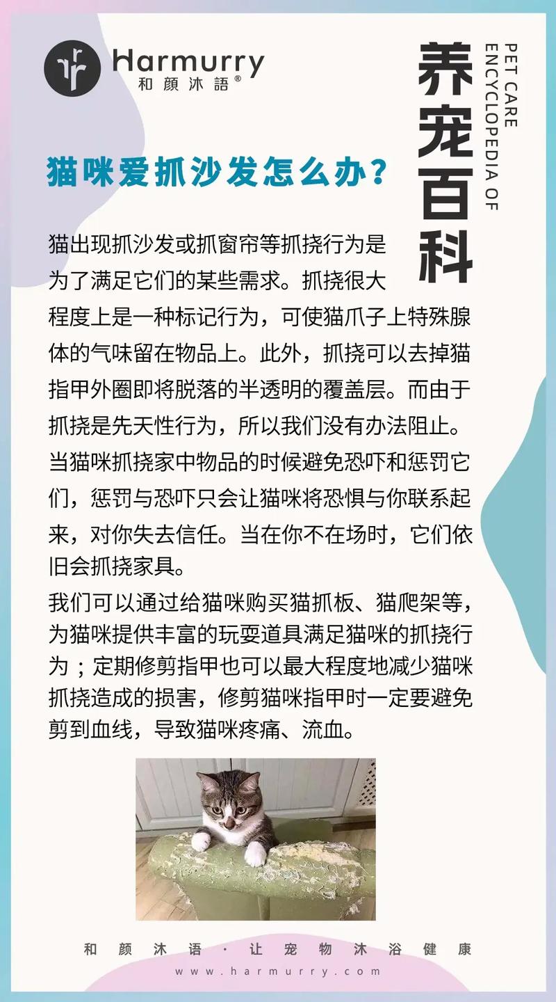 暹罗猫乱抓东西该怎么办?