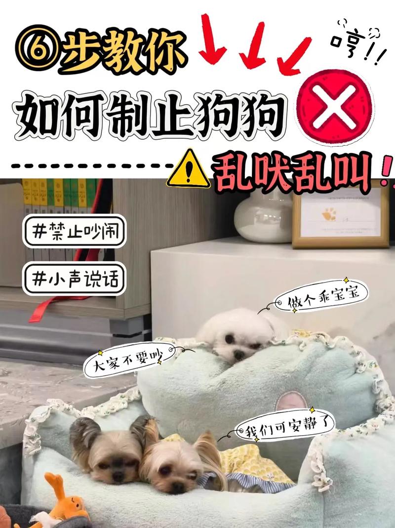 我家狗狗不睡觉,都吵着要人陪它玩,怎么办?