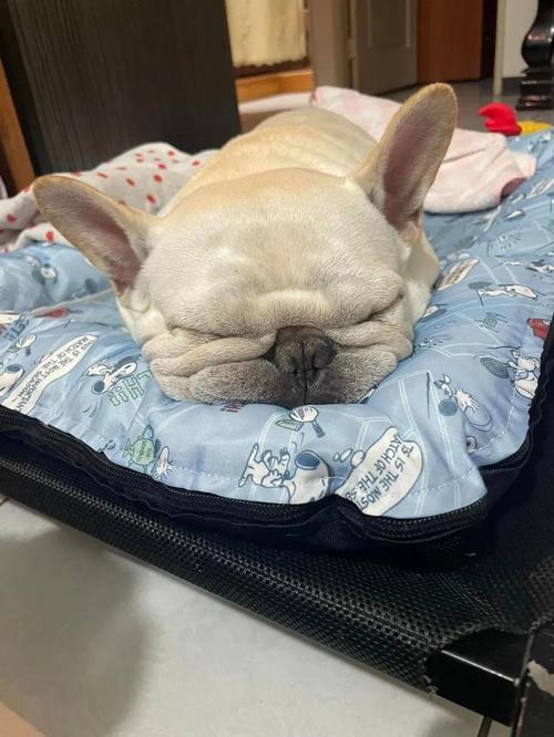 狗狗一直趴着也不睡觉只是睁着眼,两眼无神感觉跟要哭似的,,