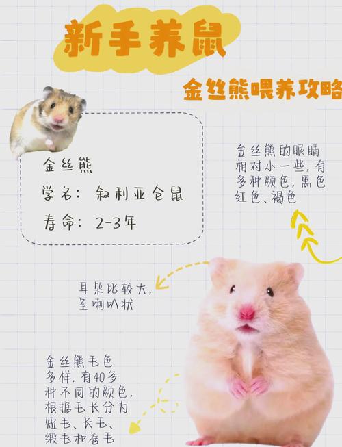金丝熊能活多久