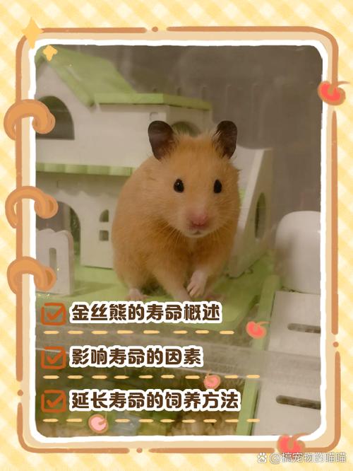 仓鼠的寿命有多长金丝熊