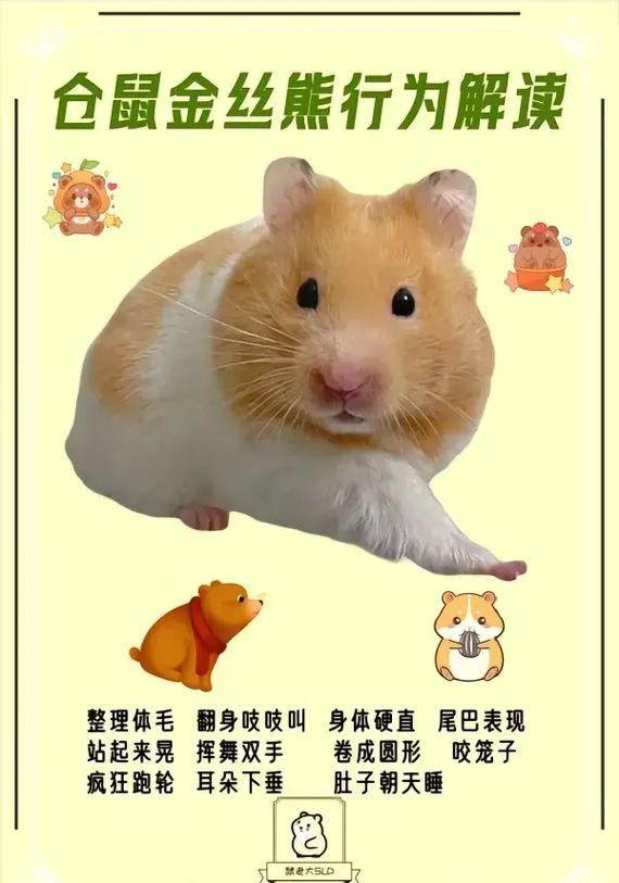 仓鼠在正常情况下能活多久