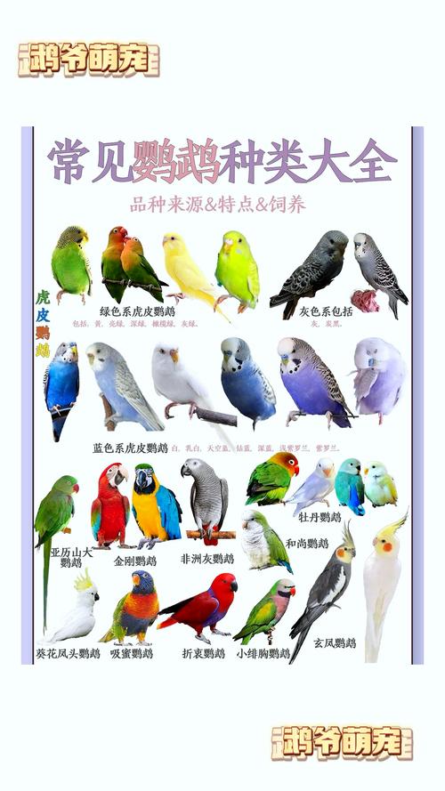 鹦鹉名字大全?