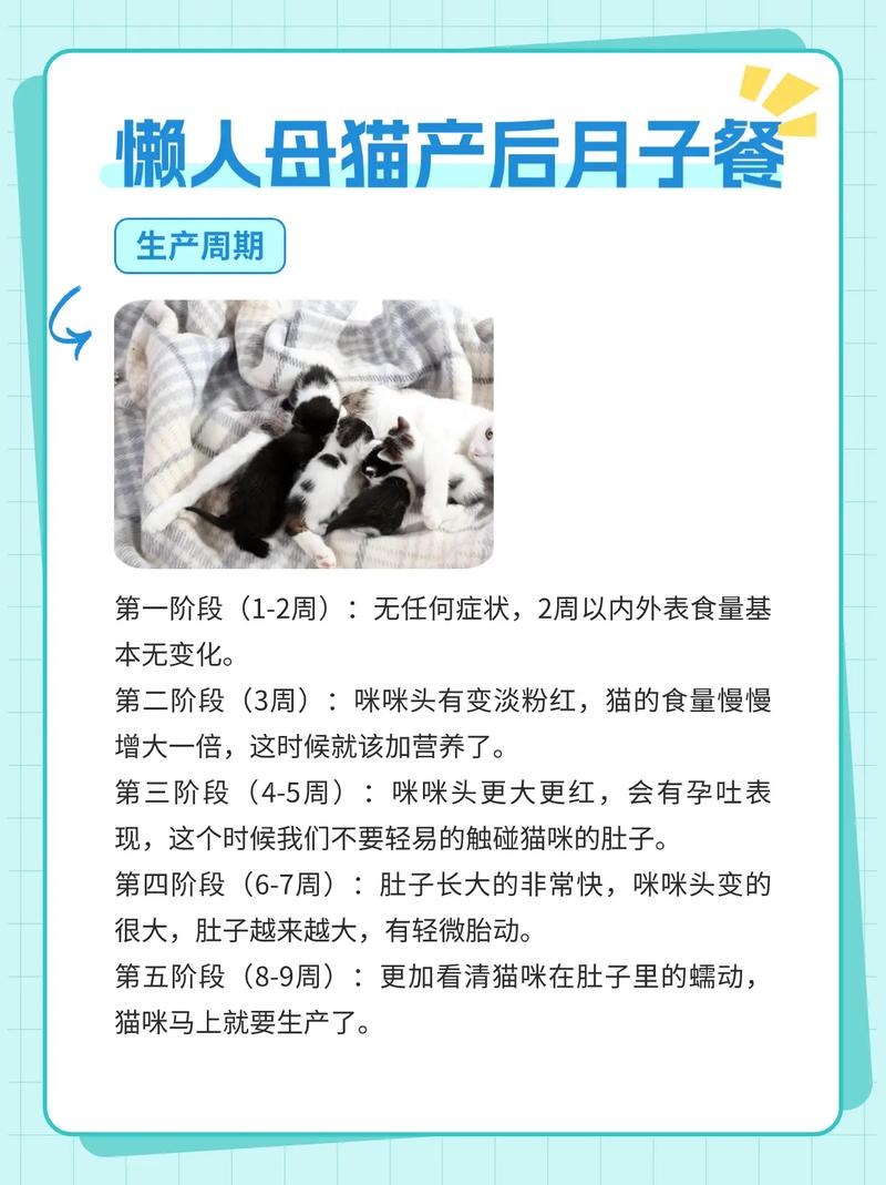 猫咪产后吃什么催奶?