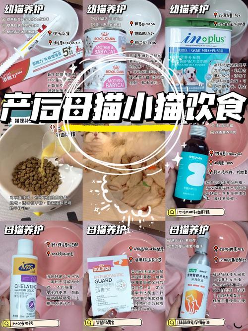 猫咪产后缺钙吃什么