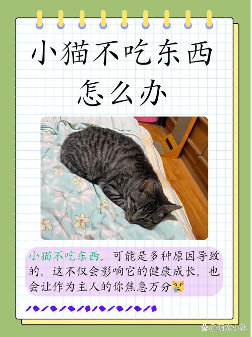 猫猫不吃东西怎么办？猫子不吃东西是什么原因？