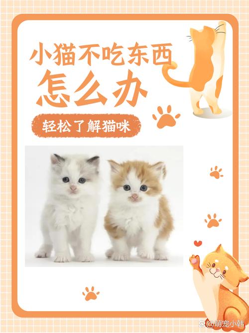 猫猫不吃东西没精神怎么办