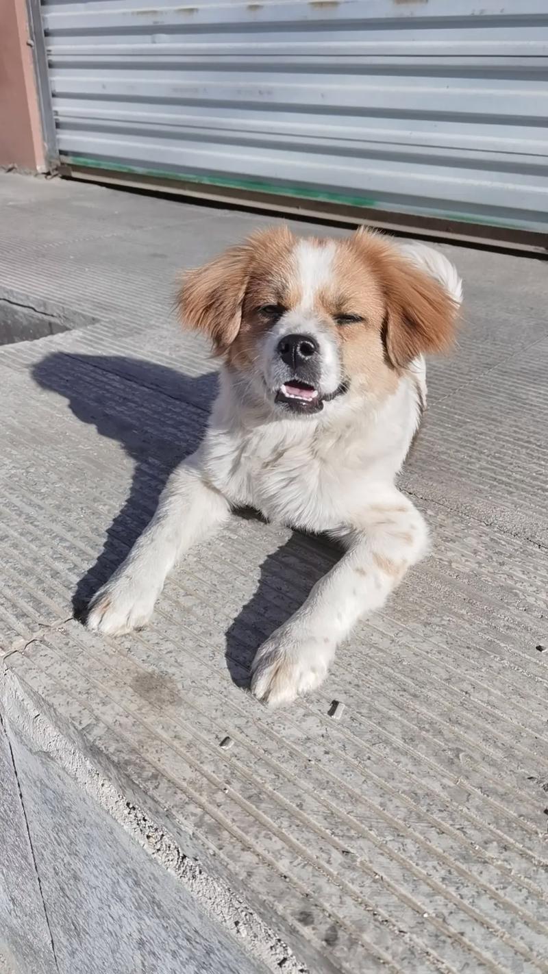 蝴蝶犬串串费用
