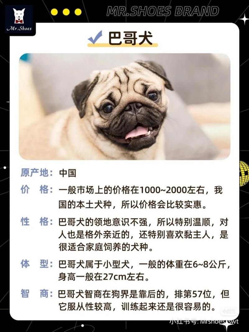 八哥犬一般多少钱一只,我要买狗需要借鉴
费用
