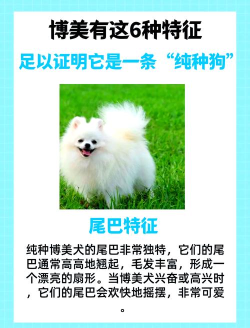 怎样才能看出博美犬是否
纯种呢?