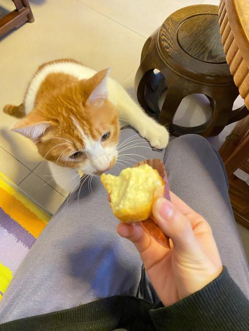 猫咪可以吃蛋挞吗，猫咪可以吃蛋挞吗有营养吗？