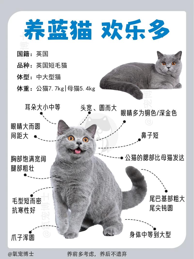 英短蓝猫可以吃蛋挞吗?