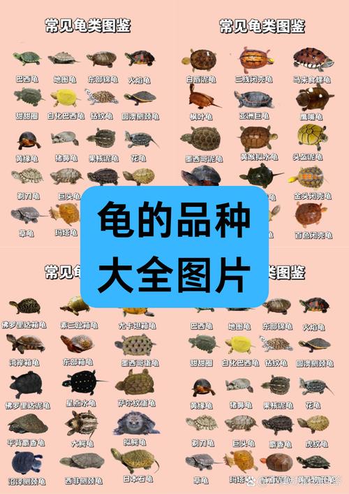 八角龟饲养注意