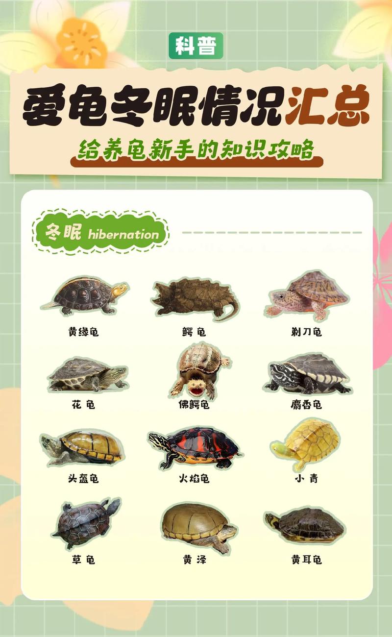 跑步路边捡的,这是什么龟?求大神解答。