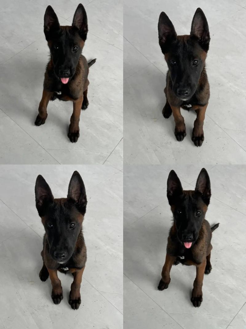 马犬幼犬费用
,马犬多少钱一只?