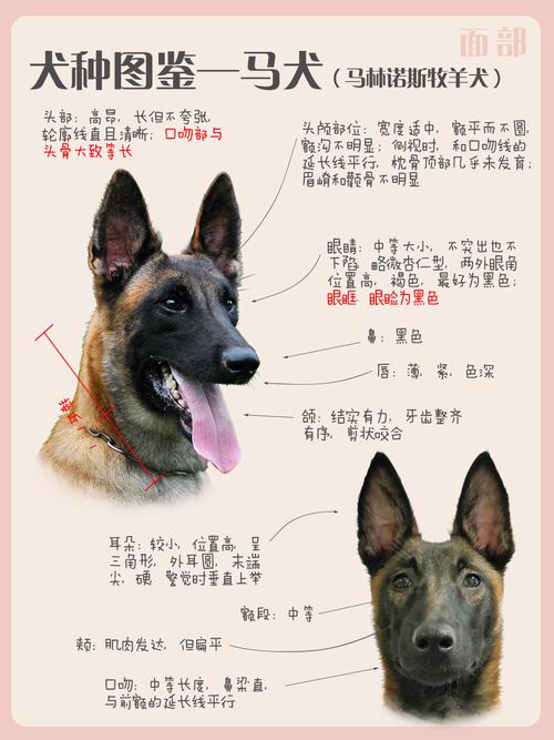 马犬多少钱一只