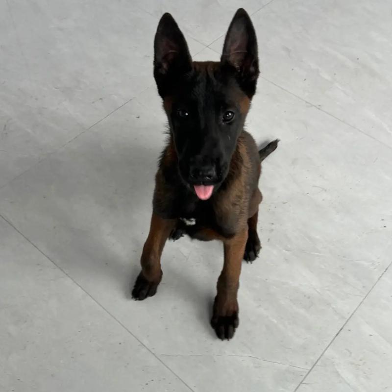 马里努阿犬幼犬多少钱?