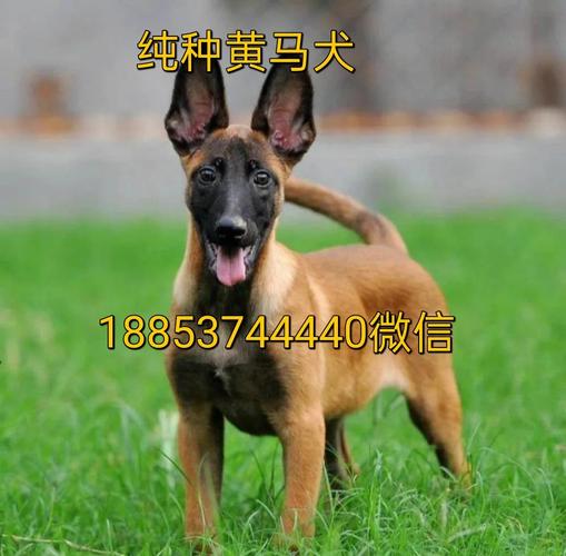 马犬多少钱一只?