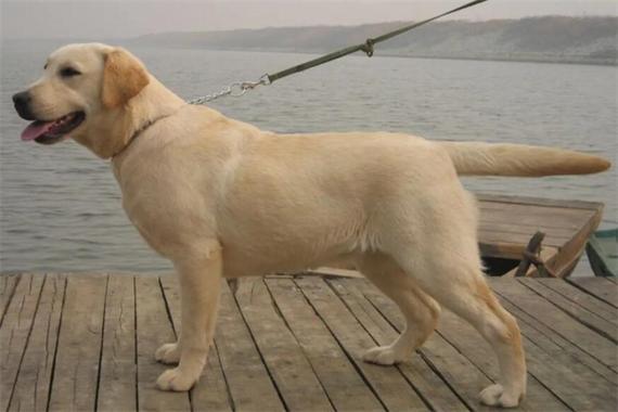 拉布拉多犬一只多少钱?