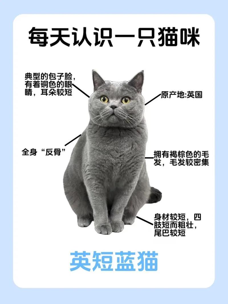 猫一天可以吃多少龙眼
