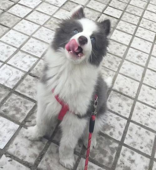 灰色边境牧羊犬怎么样?