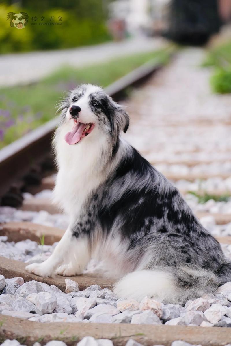 边境牧羊犬陨石色是什么意思