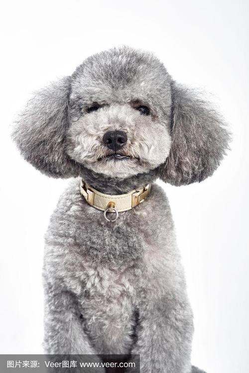 给灰白色的牧羊犬取什么好听的名字?