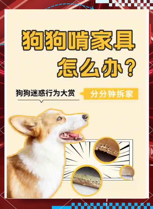 狗狗总乱咬东西,还爱搞破坏怎么教育?