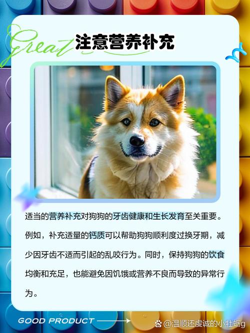 如何防止狗狗在家乱咬东西?