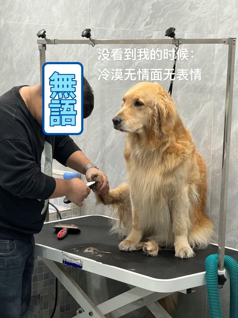 狗狗两个月洗澡会死吗狗狗两个月洗澡会怎么样