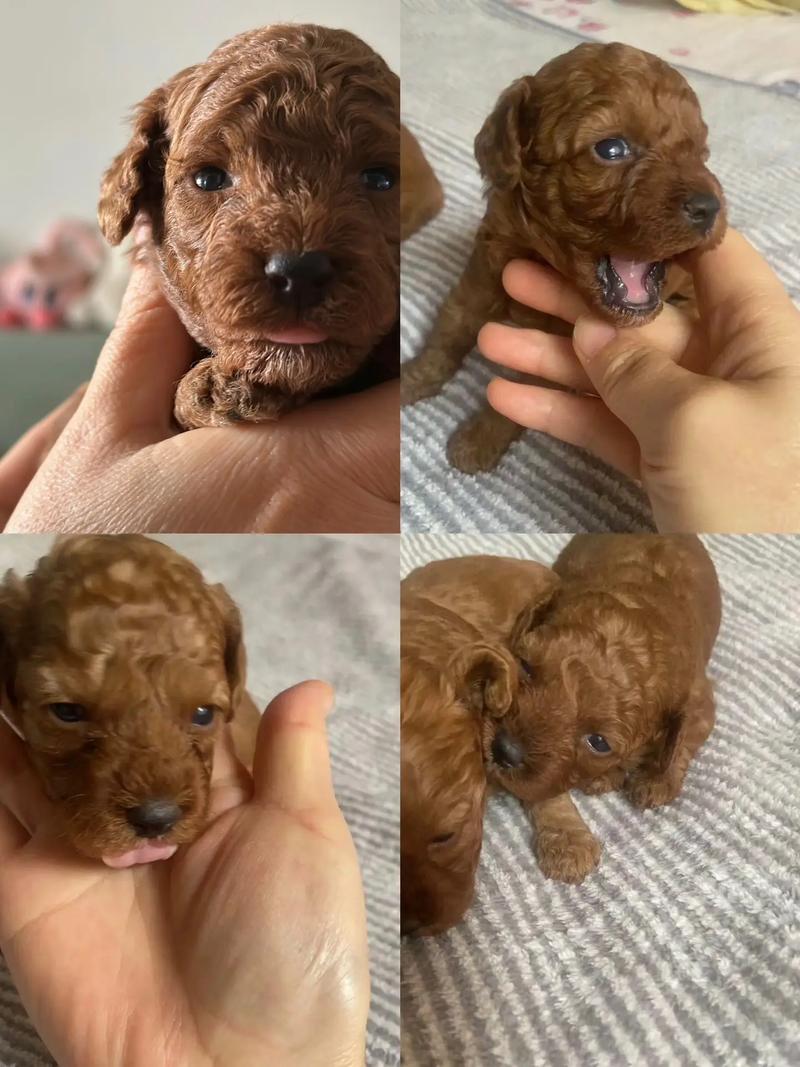 泰迪幼犬多久可以洗澡