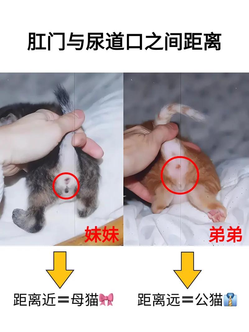 怎么判断猫咪性别，怎么确定猫咪的性别