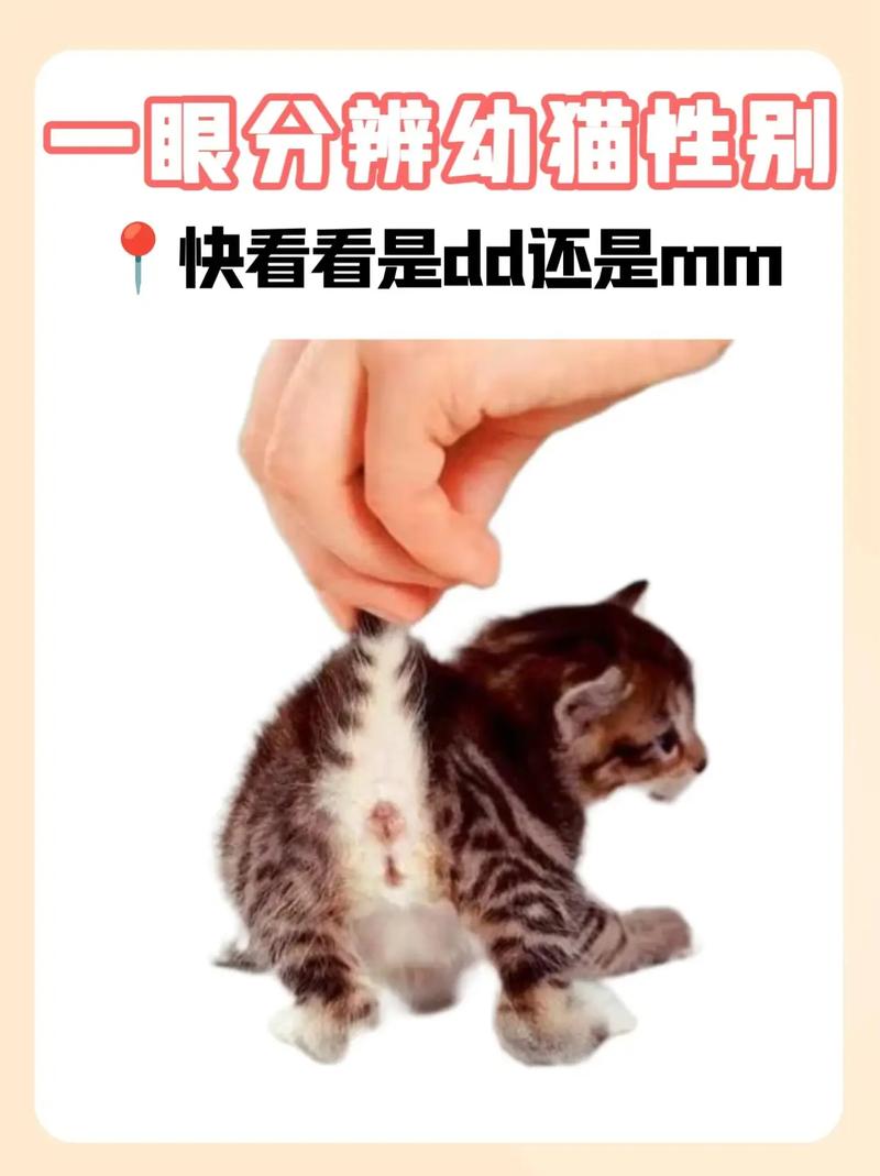 怎样判断猫咪的性别?看这6点就够了!