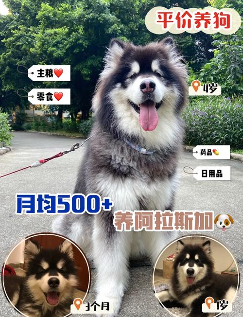 养阿拉斯加一个月开销