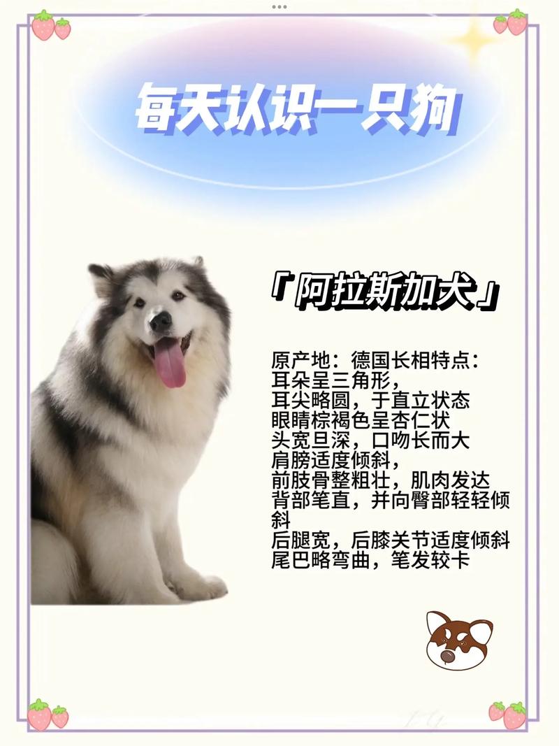 1500元能买到一只品相不错的黑白十字阿拉斯加幼崽么?