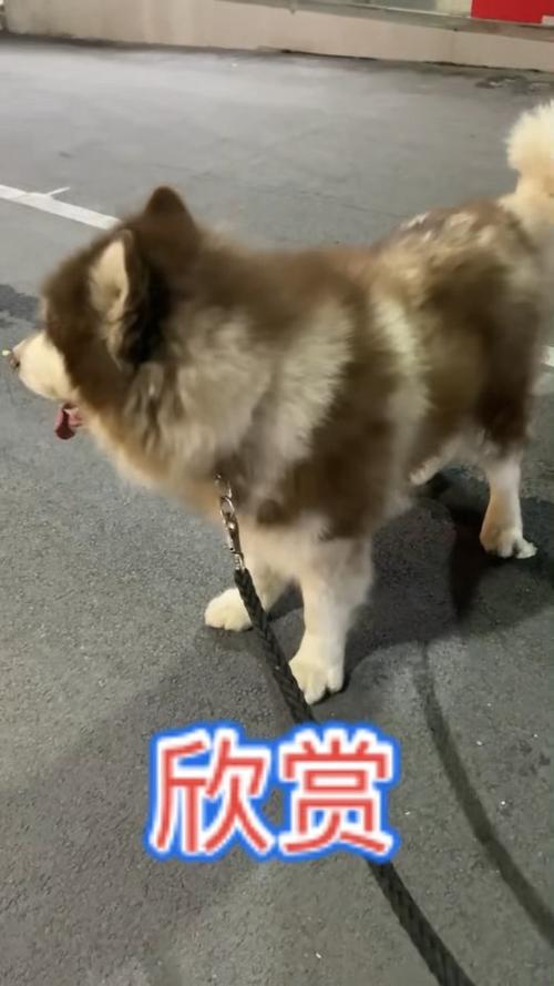阿拉斯加100斤正常吗