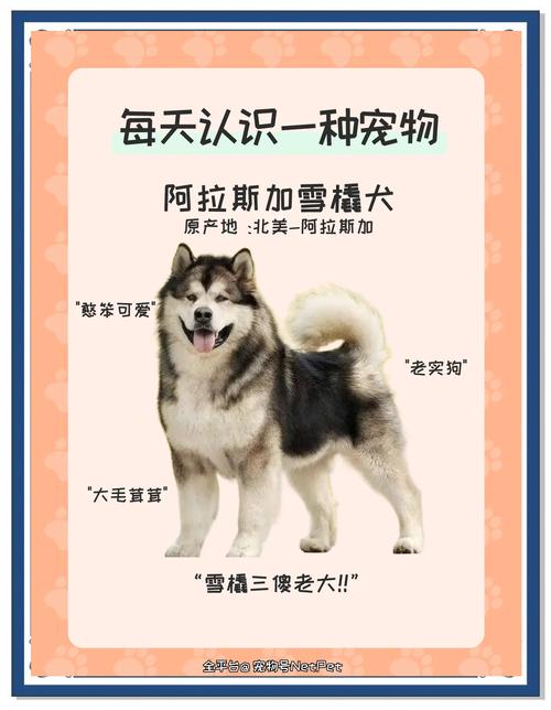 大白熊和阿拉斯加雪橇犬的问题!