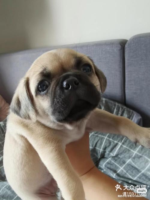 巴哥犬串串长大的样子？巴哥犬串串长大的样子图片？