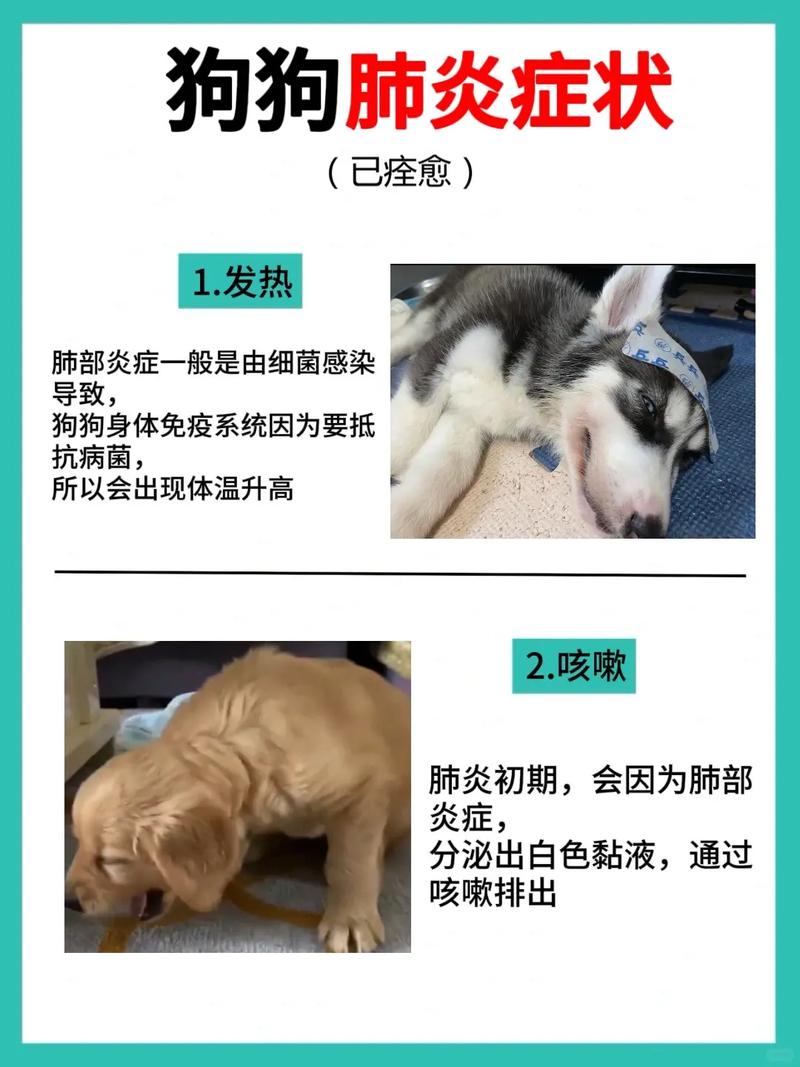 怀孕的狗狗得了肺炎该怎么治疗?