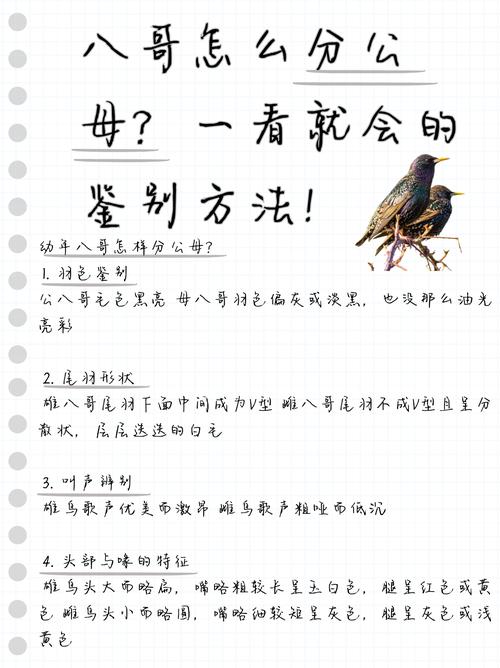八哥鸟会认主人吗
