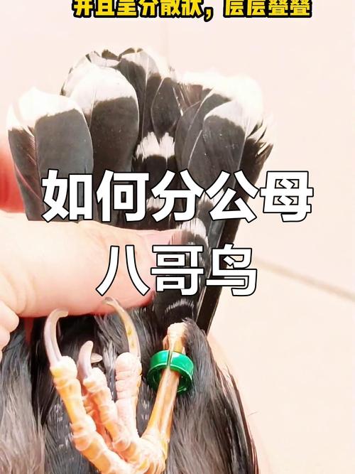 如何辨别八哥性别和年龄?